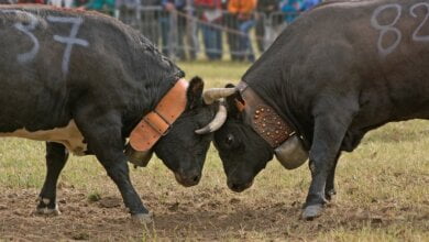 bataille de reines 5391537 1280